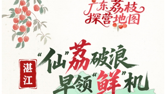 【视频】广东荔枝探营地图①︱湛江：“仙”荔破浪  早领“鲜”机