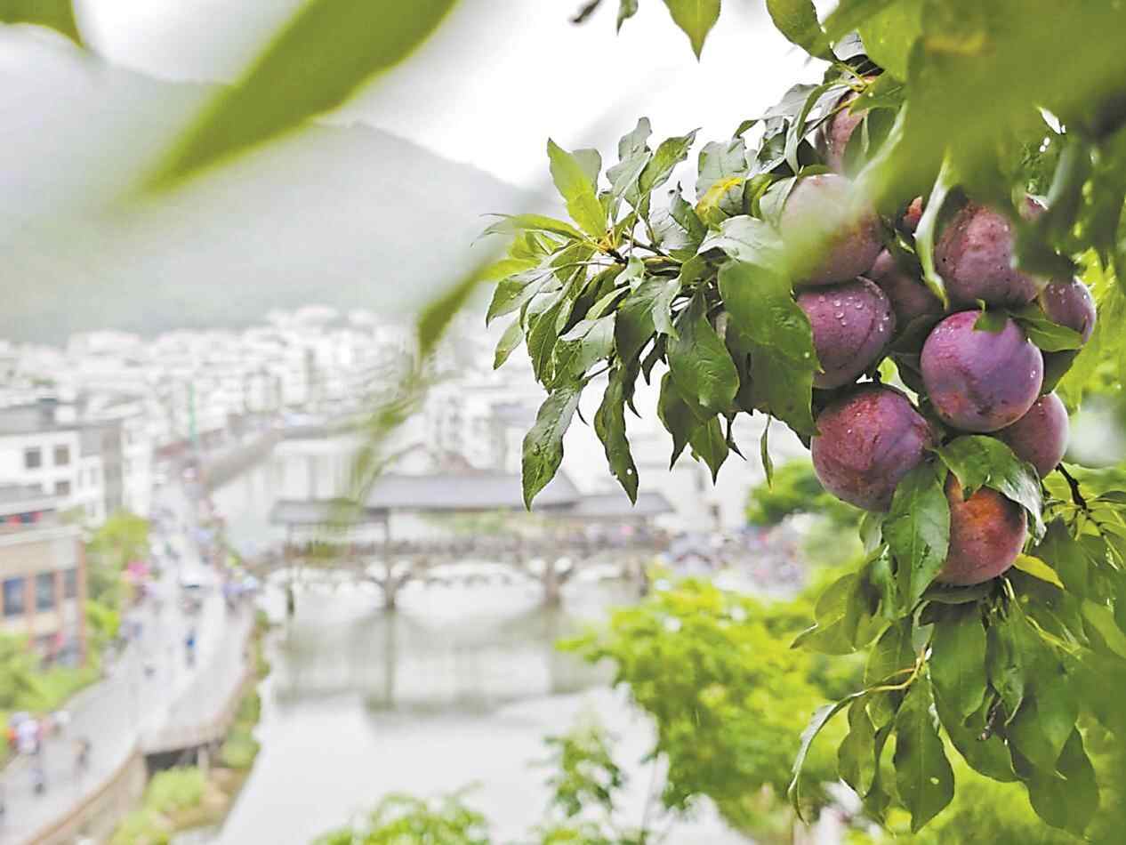 Li Xiangpiao的龙船节！山xinyi sanhua之前