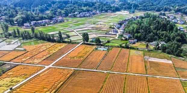  四川宣汉：“三夏”农时忙