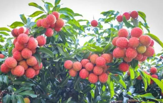 在6月，如果您战斗，您可以赢！广东的土地充满