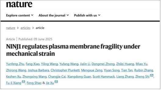 【视频】大！中国研究人员破解细胞膜的“脆弱