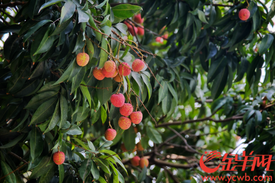 我们在广东有升