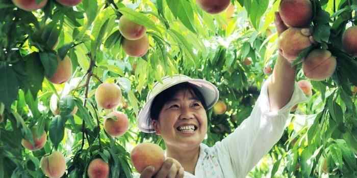  河南尉氏：万亩桃园迎来丰收季