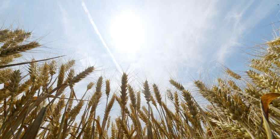  河北阜城42.4万亩小麦收割进行时