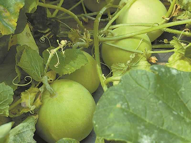 韶关乐昌：大棚种出精品果 香瓜采摘正当时