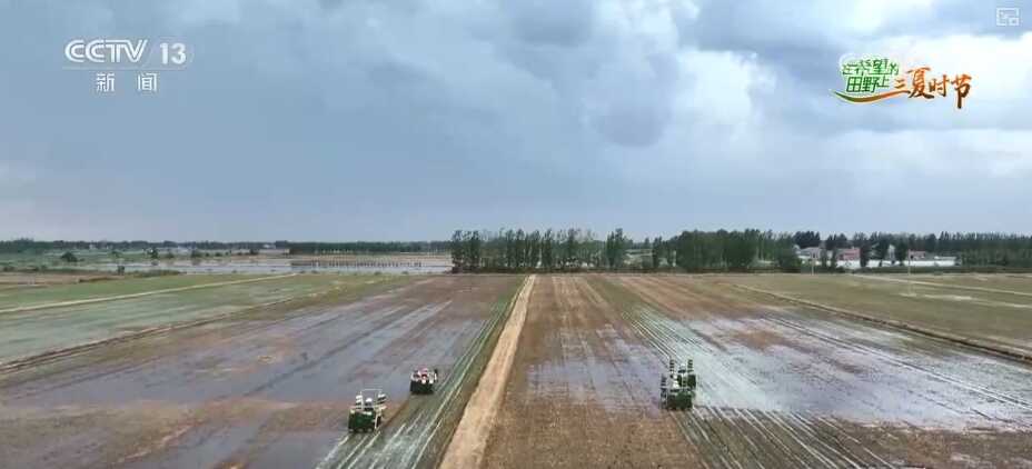 稻米品种具有“竞争”和24小时“ Sentinel” Stan