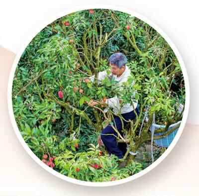 Liting Litchi North Tour（经济重点）