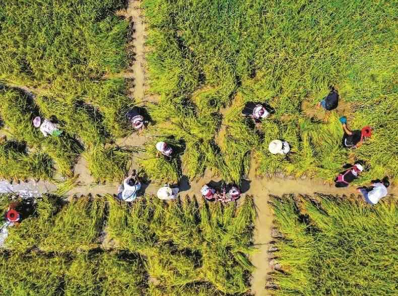  清远连南免费发放13500斤鱼苗