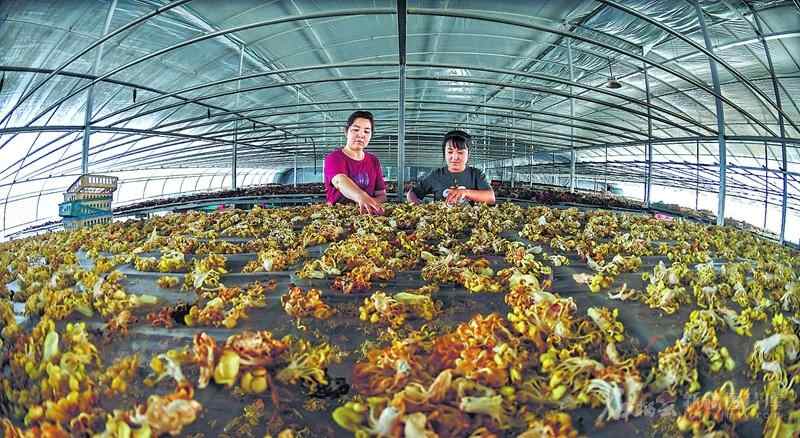 新疆天汉山的工业援助带有“幸福水果”