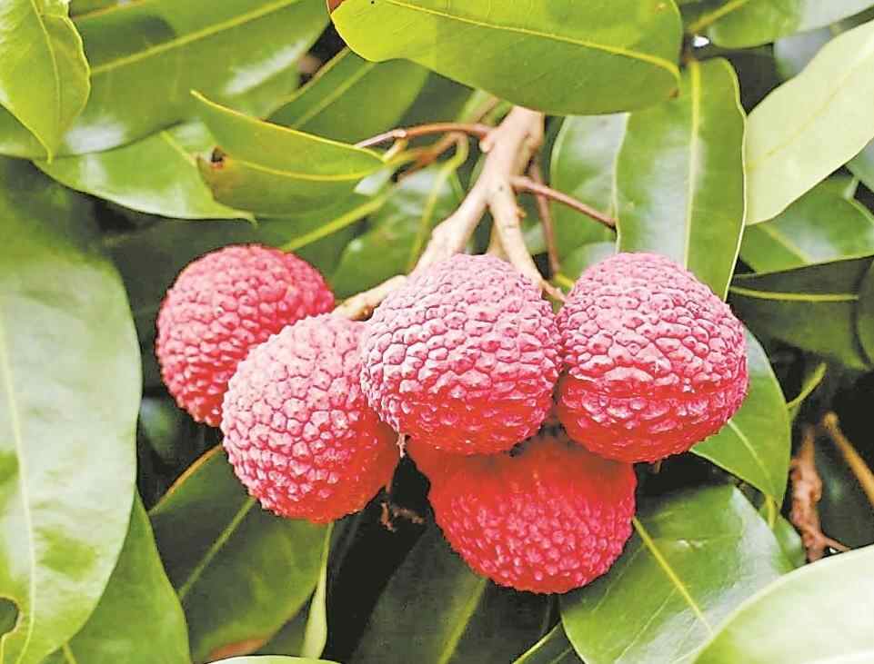 科技赋能 “荔”量跃升 一颗岭南荔枝的全球变身记