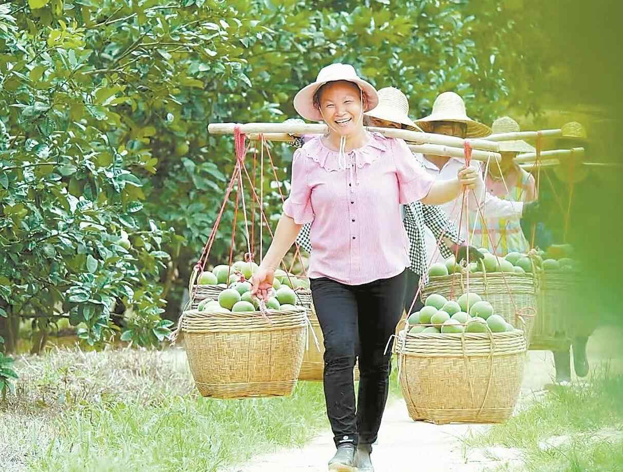 “中华化橘红第一村”茂名大岭村：橘红花开引客来