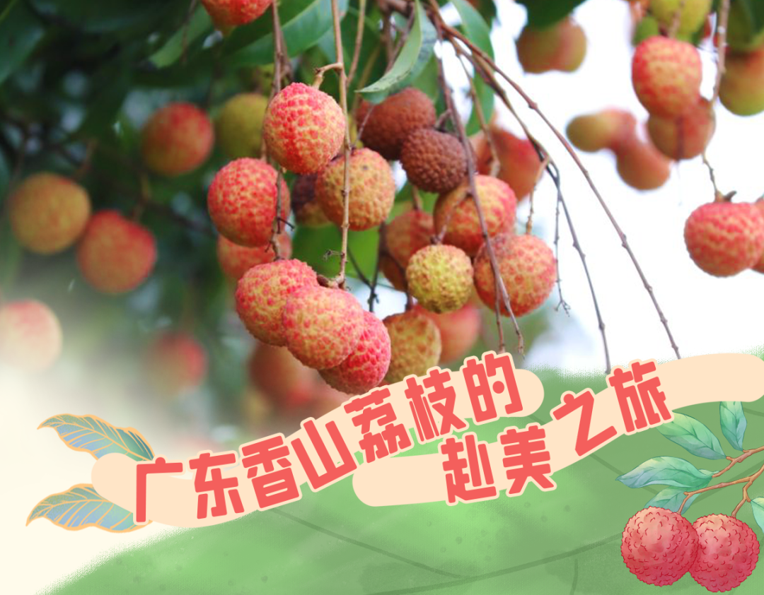 夏威夷的第一座刑事树，由朱海（Zhuhai）种植！