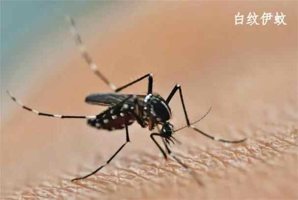 Chikungunyare没有疫苗或特殊药物，匈奴疾病控制和