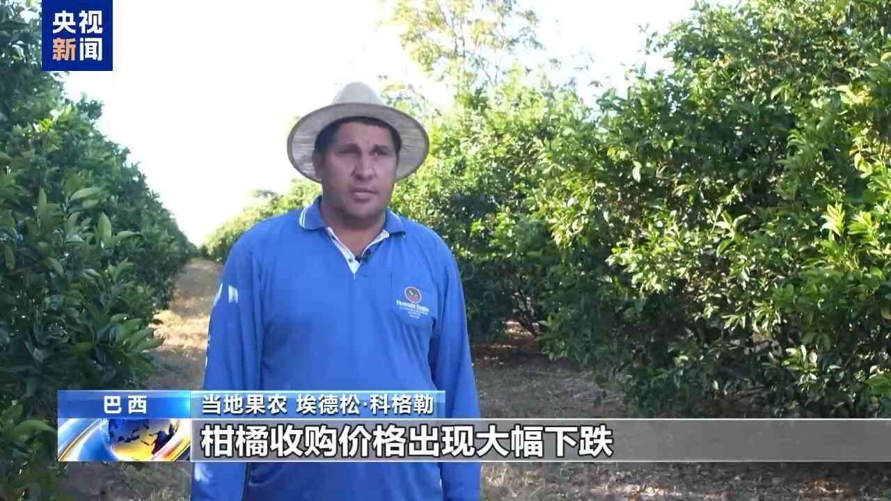 可能别无选择，只能让果实腐烂。巴西的水果农