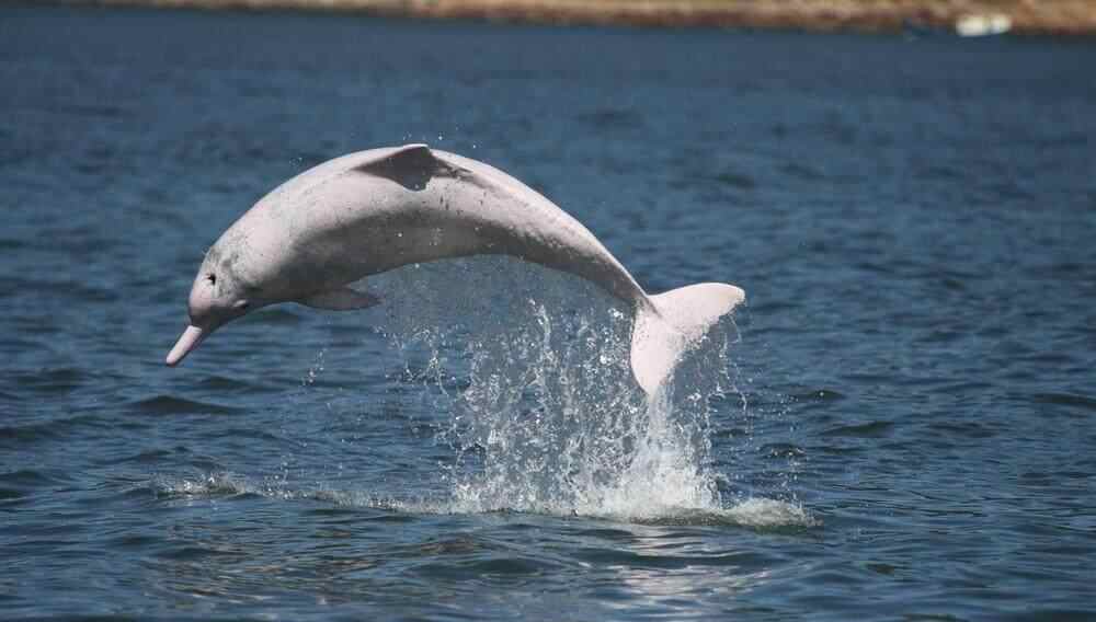 广州多位市民邂逅中华白海豚,其世界最大栖息地在广东