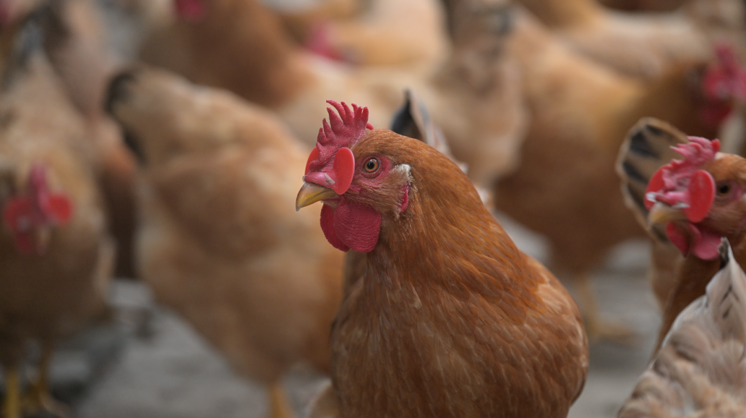 这对夫妇分开并分割了53只鸡。法官：另一只鸡，