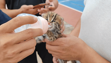 那只狗返回了一只豹猫幼崽，人们打电话给警察