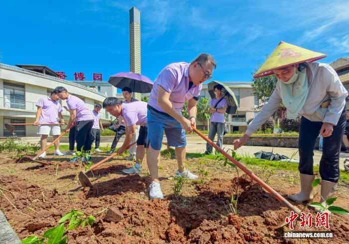 在海南（Baisha）种植茶树的香港和澳门大学的学