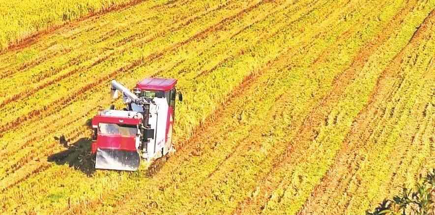  割禾啦！东莞早稻金黄迎丰收