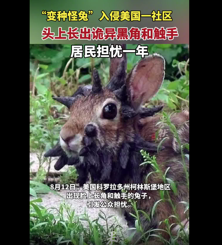 “互助兔子”袭击了美国的一个社区：它看起来