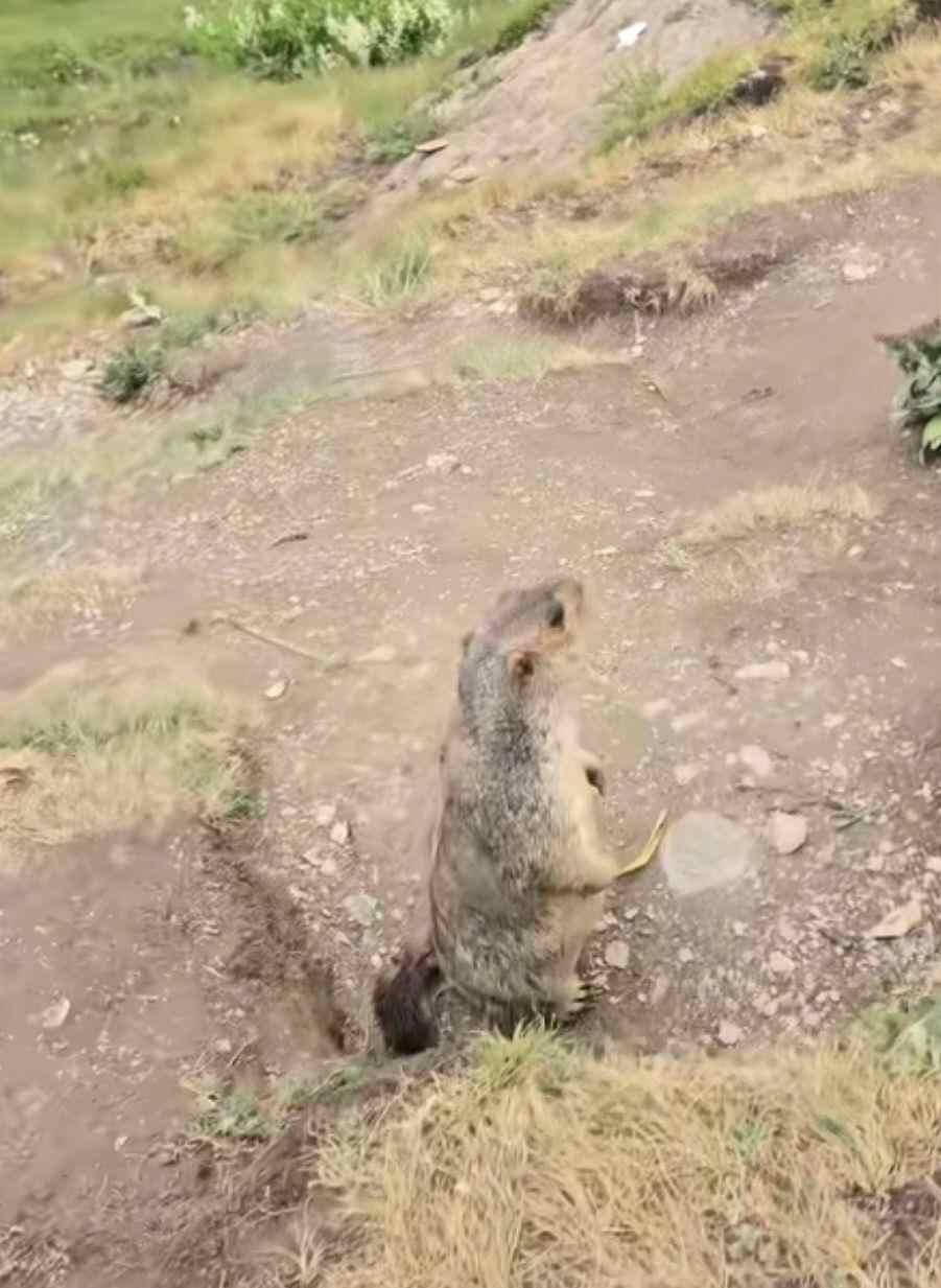 宠物的宠物涉嫌在土拨鼠的洞穴中“爬行”。乡