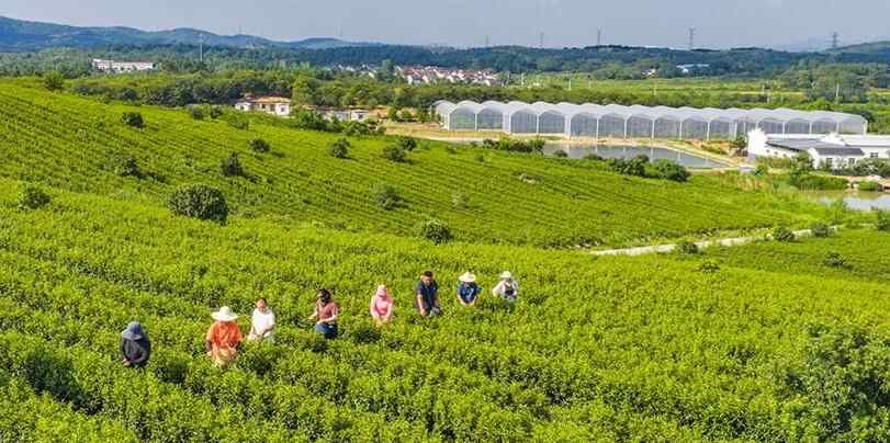  江苏南京：富硒秋茶采摘忙