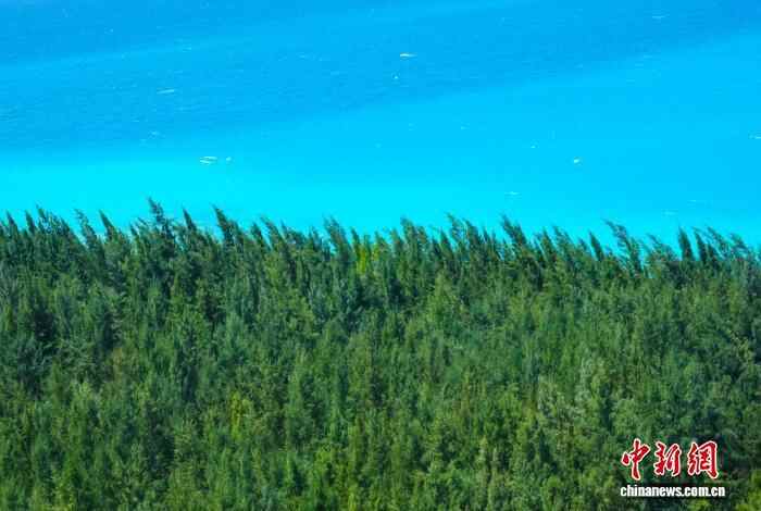 参见南中国海的森林 - 我的岛屿和珊瑚礁的生态
