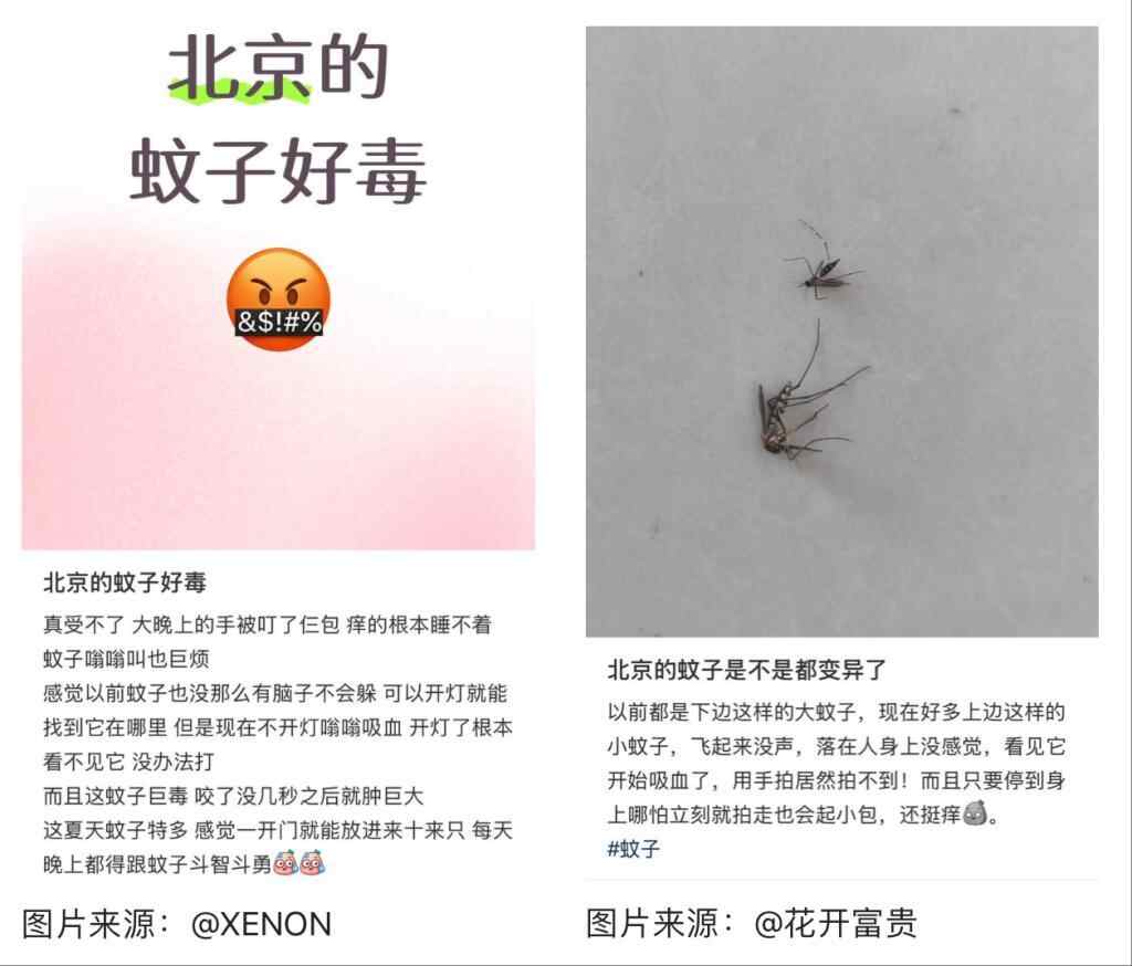 为什么“最有毒”的蚊子白phopictus分批向北走