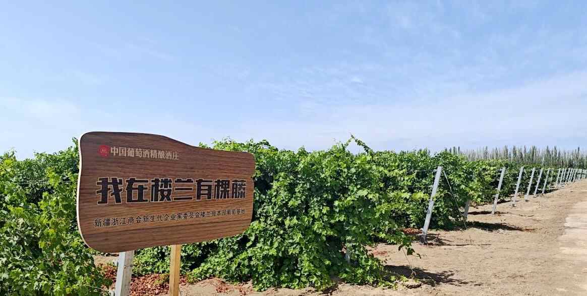 新疆Turpan：小型葡萄在大型行业中被束缚
