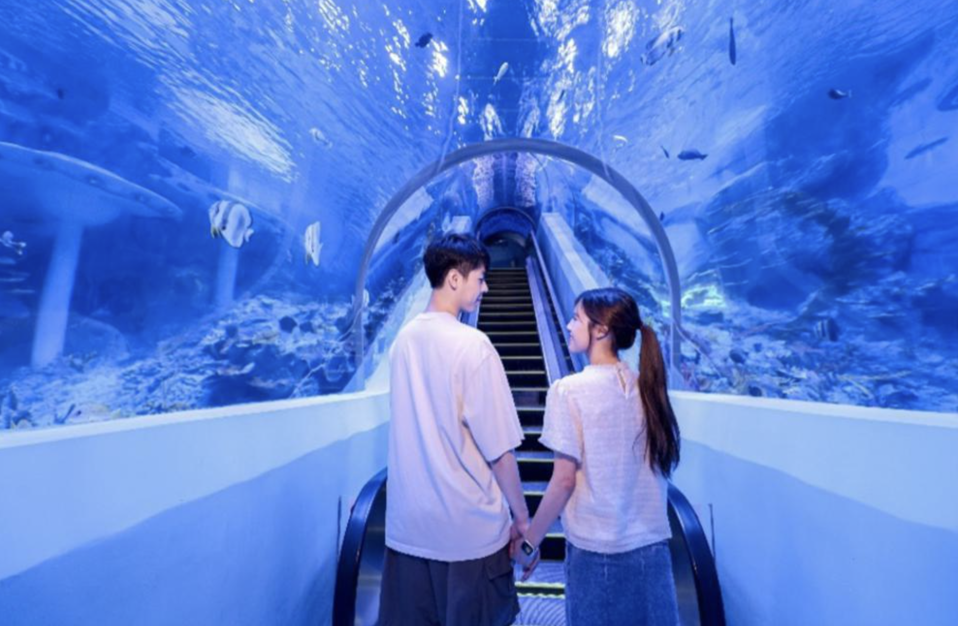 教师入园享99元特惠票！广州海洋馆推出多重惠民福利