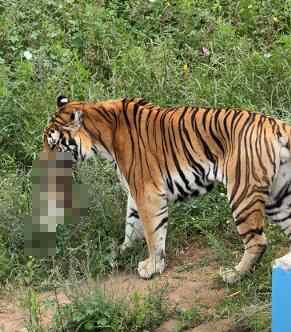 这只猫不小心进入了老虎花园，被捕并咬死。花