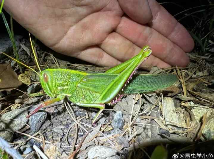 指出黄金的昆虫！最大的蝗虫是在Hefei中发现的，