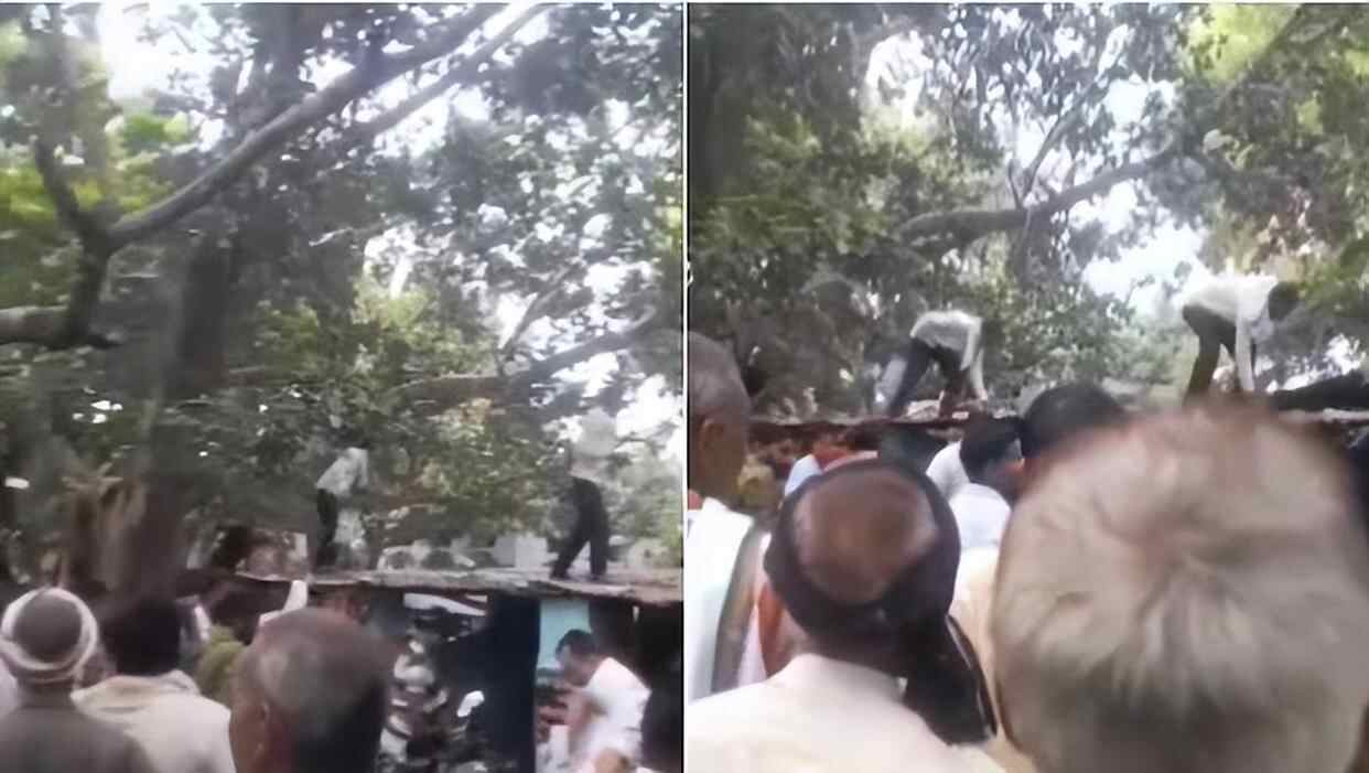 印度的一只猴子偷走了80,000卢比的现金并爬上树