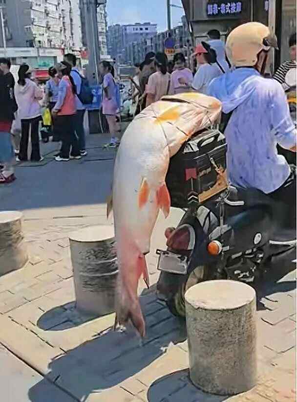 一个人将一只1.5米长的6万只鱼绑在街上展示电动