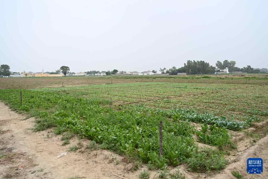 沟通丨花椰菜骨头见证中国 - 巴基斯坦农业合作