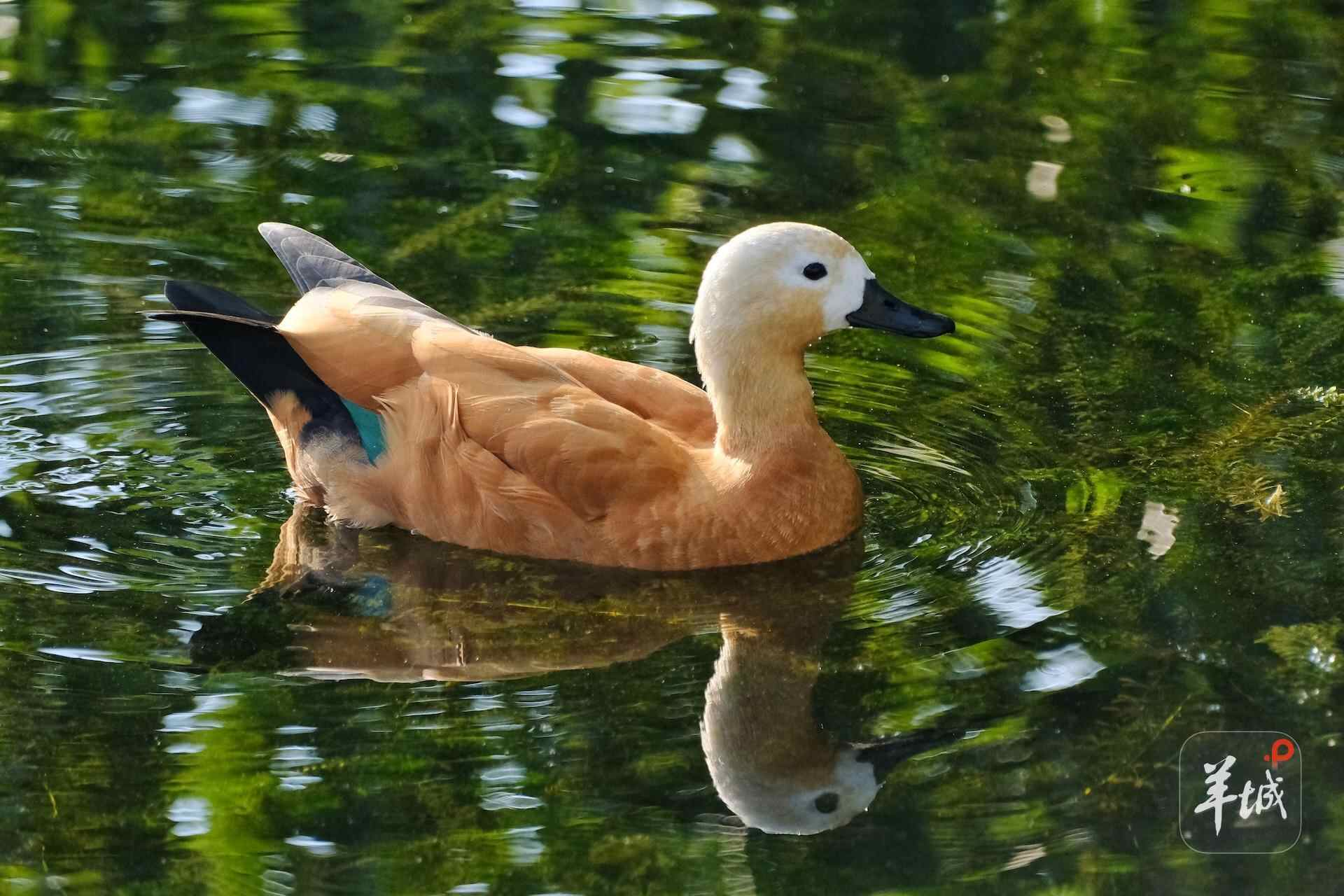 是你的小可爱鸭 53667039_954e3b6a-4d94-419f-ae0f-7c44241266a0_batchwm1040041.jpg