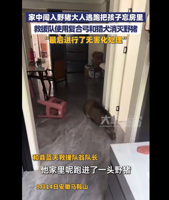 头发和骨头清晰！野猪摔断了房子，逃跑了，忘