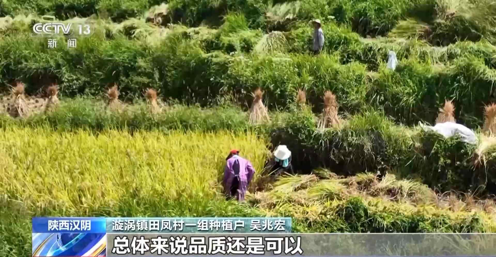 一万公顷的古老的芬格安露台正在收获，秋季产