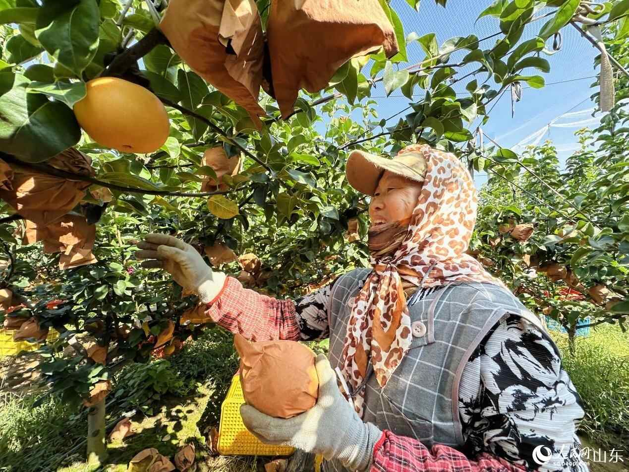 前往中国｜利克西安（Lixiang）的“金色水果”链