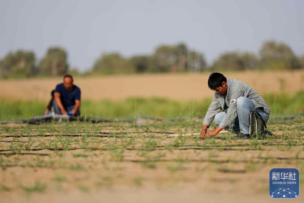 忘记了70年，天根山（Tiangan Mountains）制作出色的
