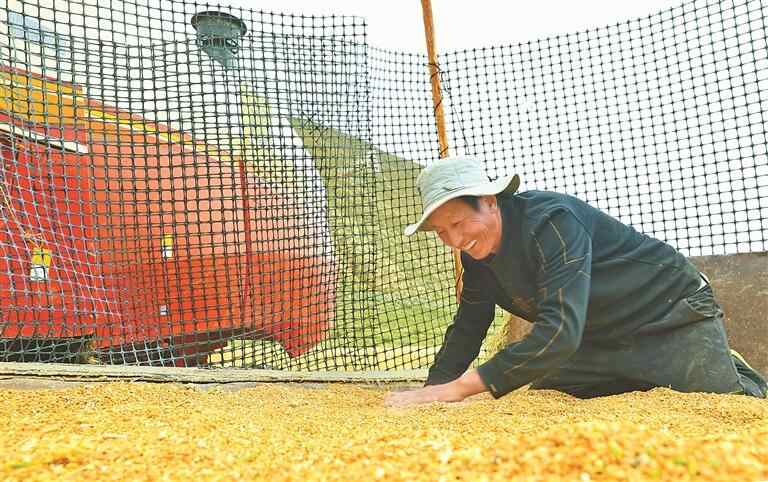 在雪地里唱歌以庆祝产量，并在肥沃的悬崖场上