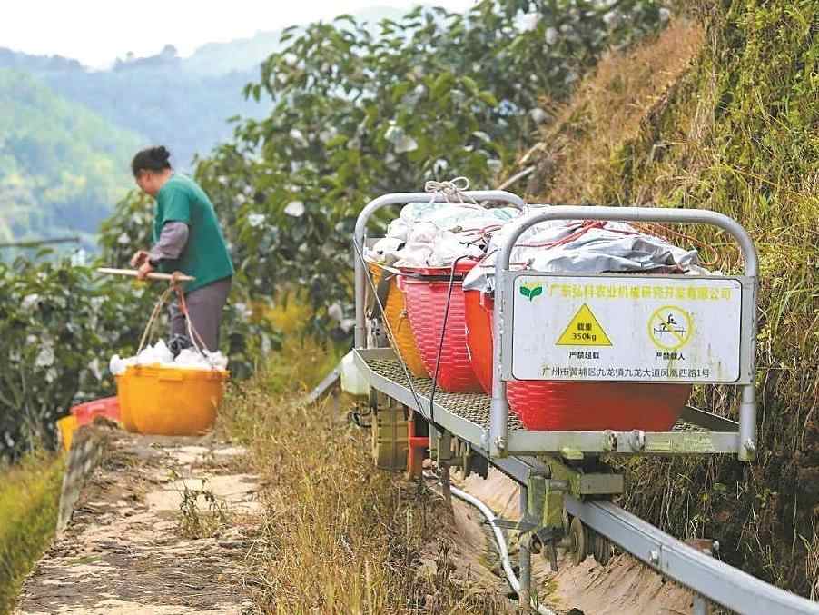 茂名北梭村：“信”字号甜柿上市 市场青睐不愁销