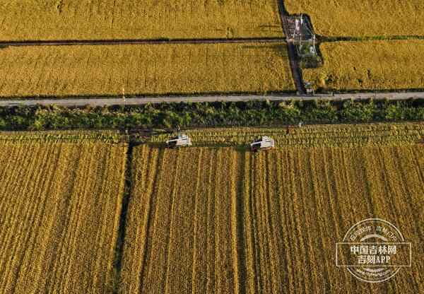 米饭花的香气讲述了丰富的收获丨伟大的力量谷