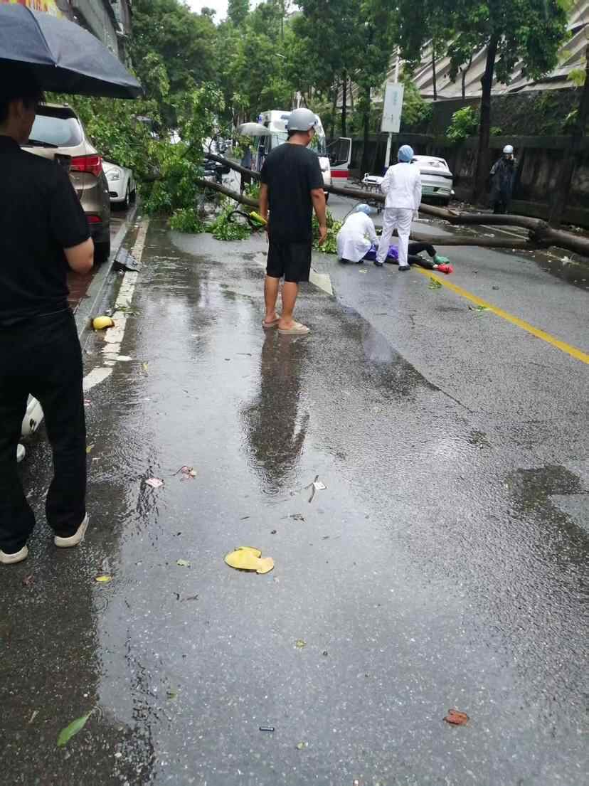 【视频】台风天大树倾倒砸伤路人  东莞医警联动打通生命通道