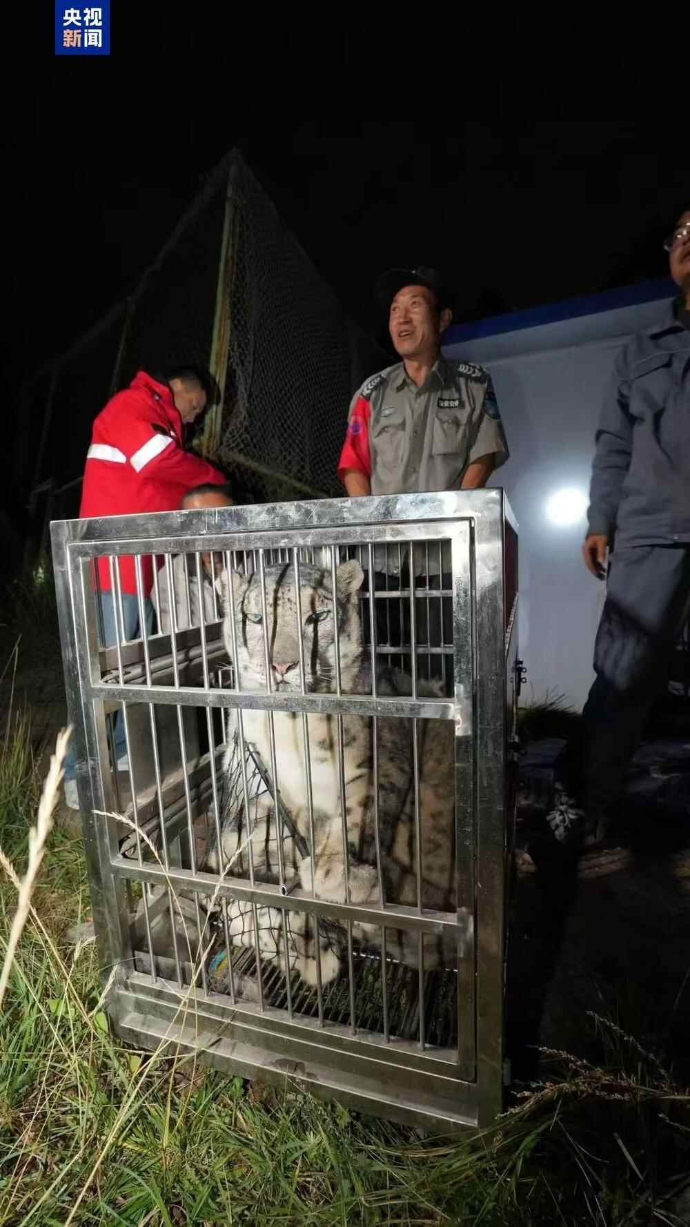 这是后续行动！在Xining野生动物公园发现了雪豹