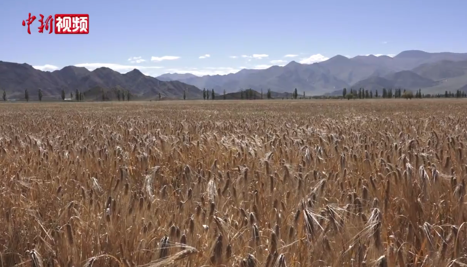 60年的藏族农业：从“依赖生命之神”到“伟大而