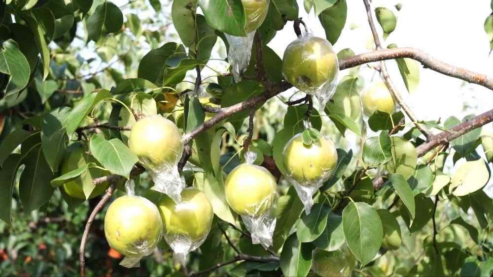 新华社的观点｜黄金秋季收获画新场景，农村振