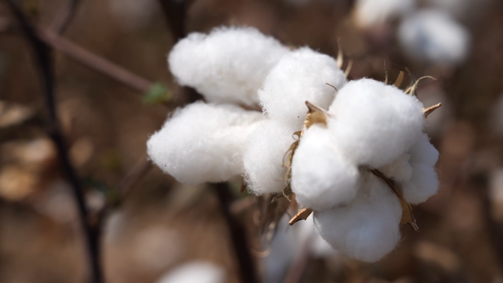 全球联系丨中国塔曼农业合作：在小棉花中寻找