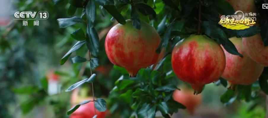 生产和销售都在出现！ “小型特色”将改变“丰