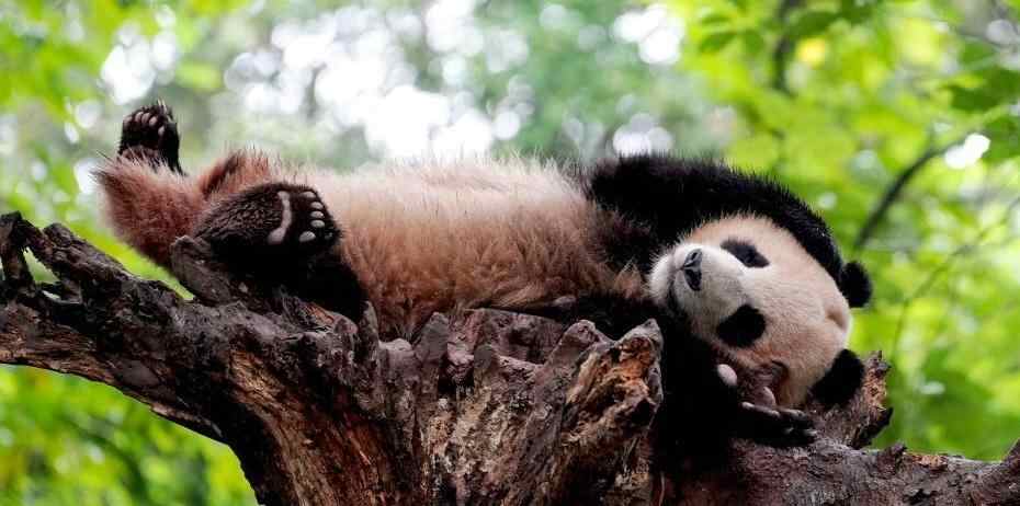  四川都江堰：大熊猫撒欢卖萌吸引游客